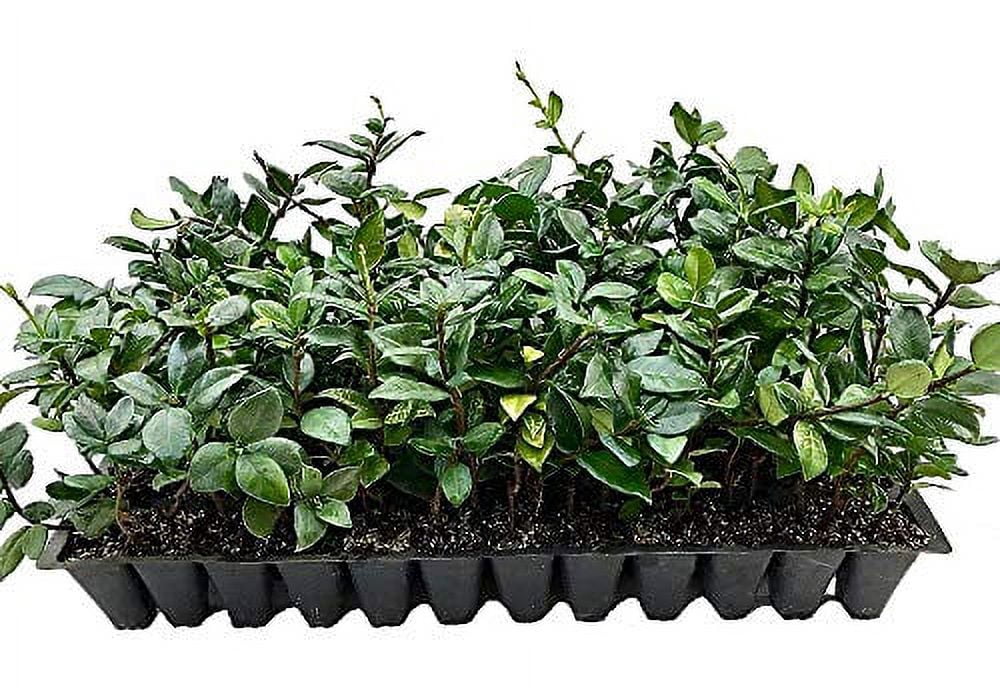 15 Live Fragrant Vine Plants R514575