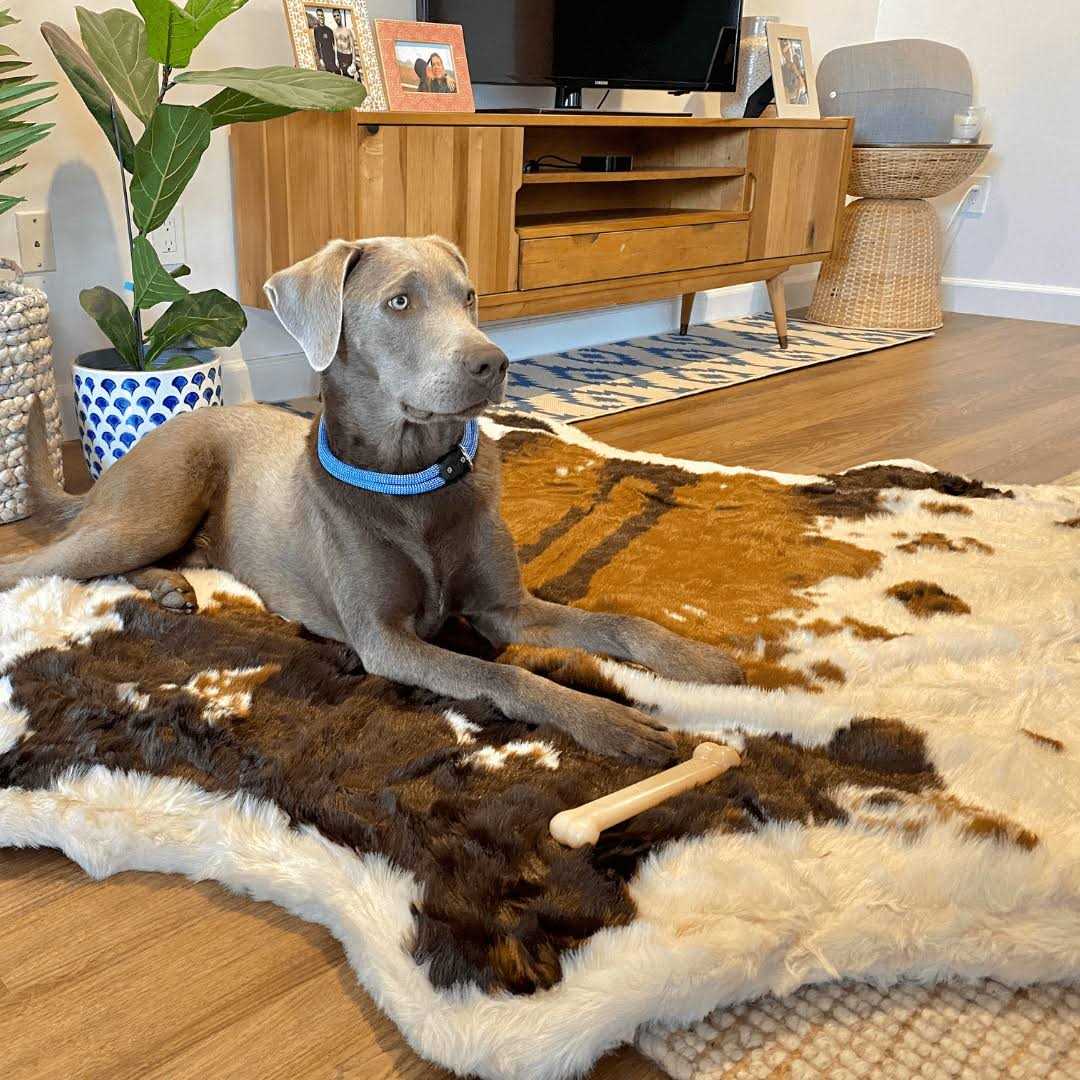 Animal Print Memory Foam Dog Bed F384785