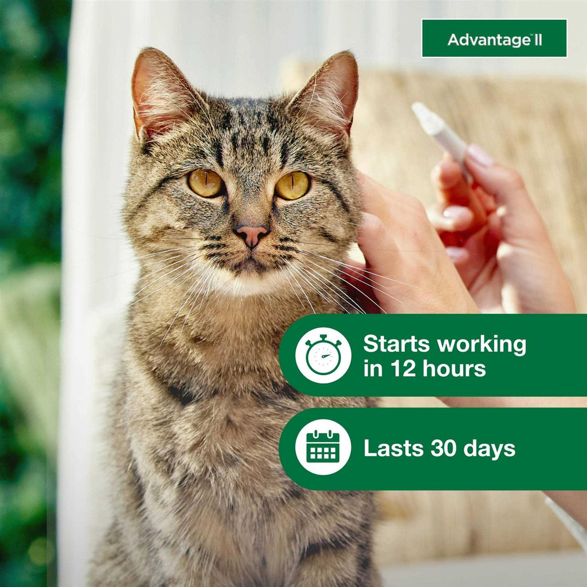 Advantage II Flea Treatment Cats V7542