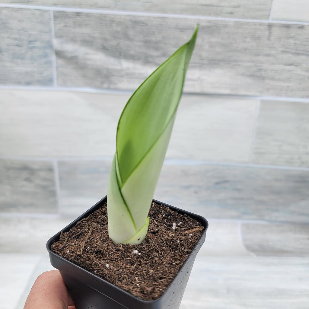 3 inch Pot Sansevieria Snake House Plant M700144