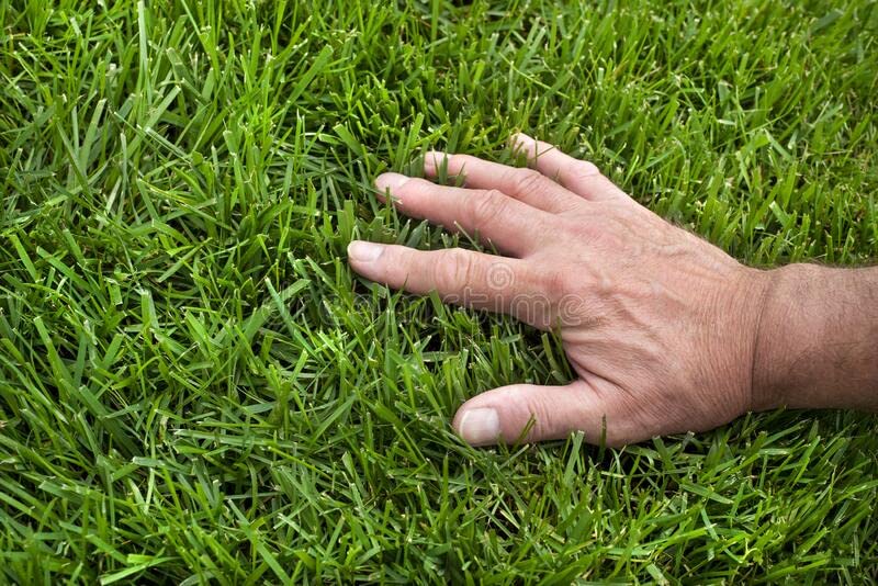 Tall-Fescue 50 LB Bag of Seed Y6602