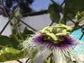 Edible Purple Passion Flower Fruit Vine Live Plant W31220