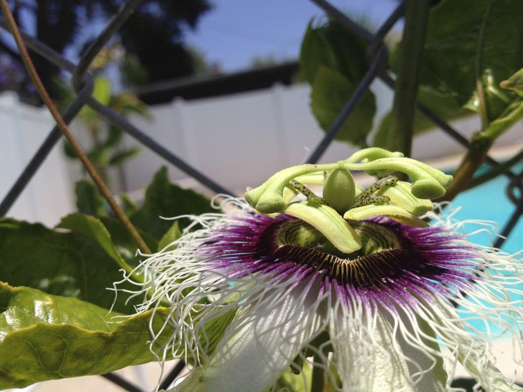 Edible Purple Passion Flower Fruit Vine Live Plant W31220