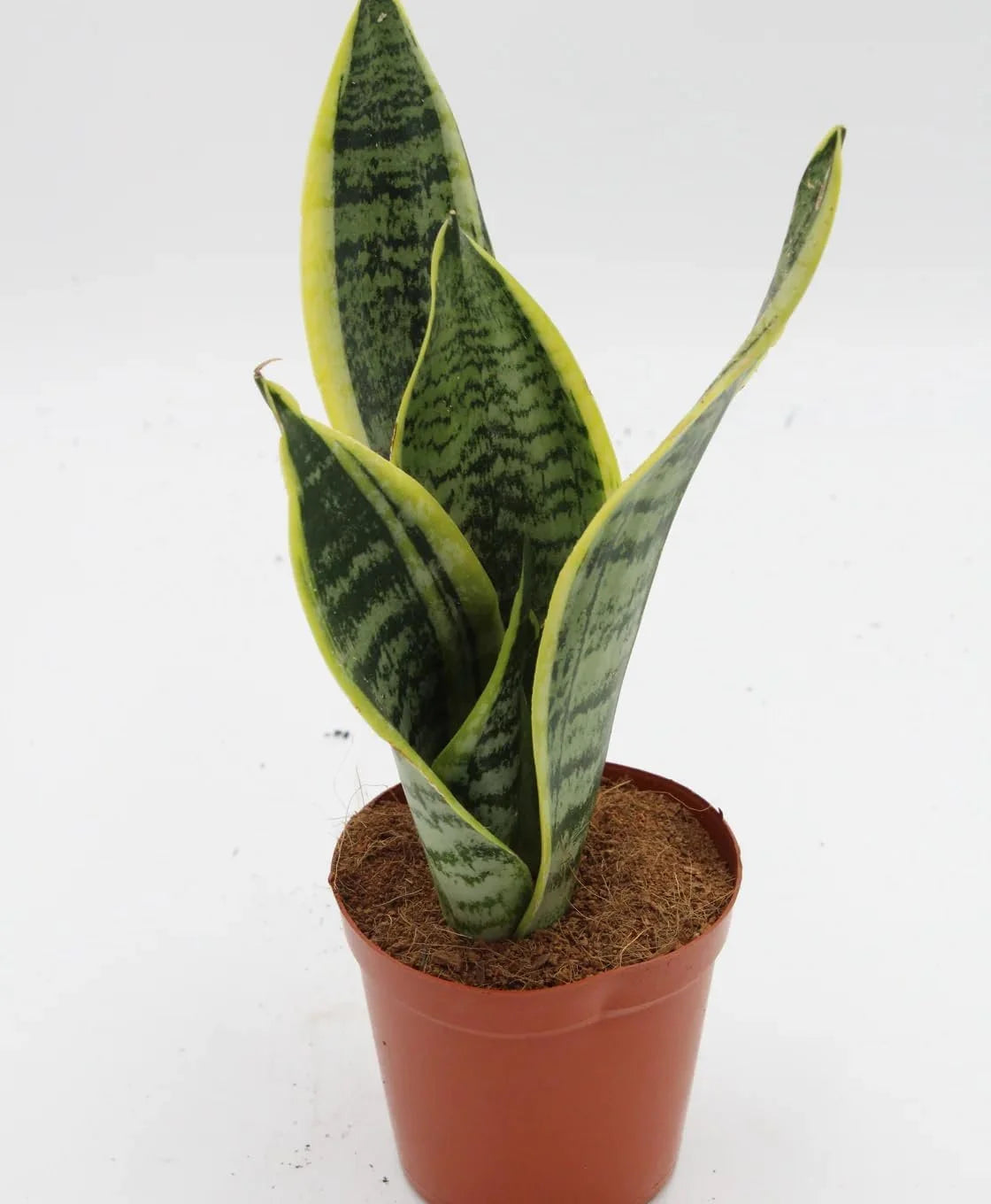 Snake Plant in 4 Inch Pot R967