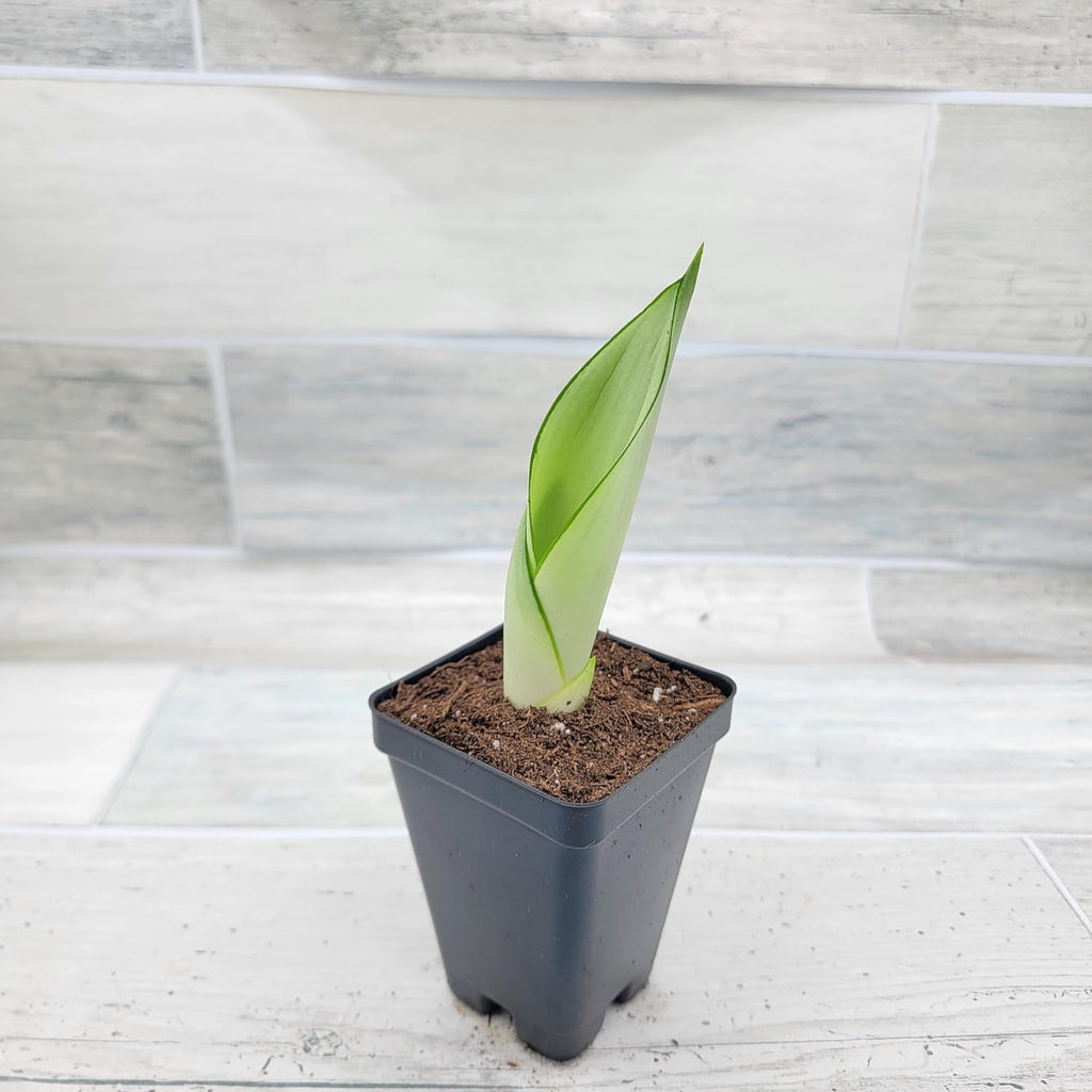 3 inch Pot Sansevieria Snake House Plant M700144