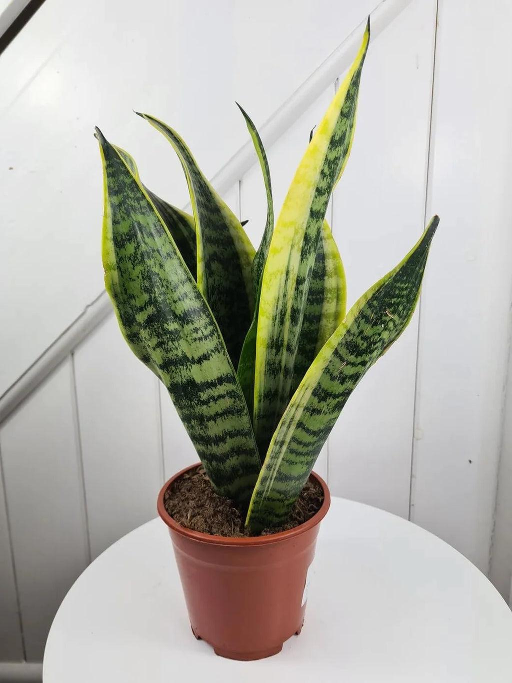 Snake Plant in 4 Inch Pot R967