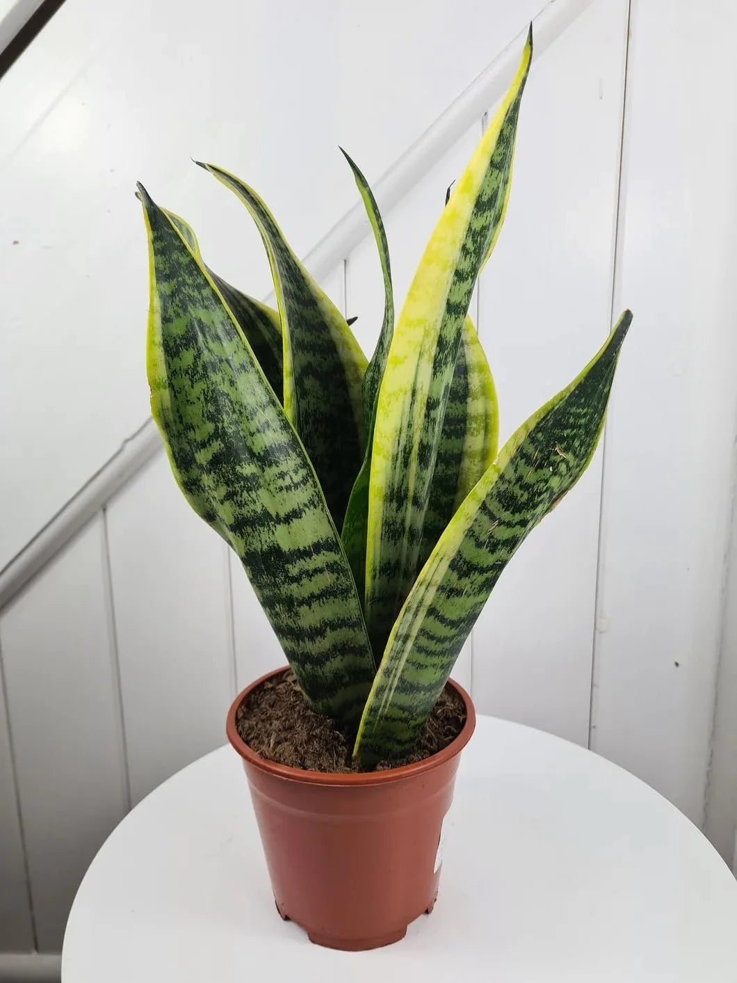 Snake Plant in 4 Inch Pot R967