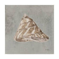 Sand and Seashells IV Art O303102
