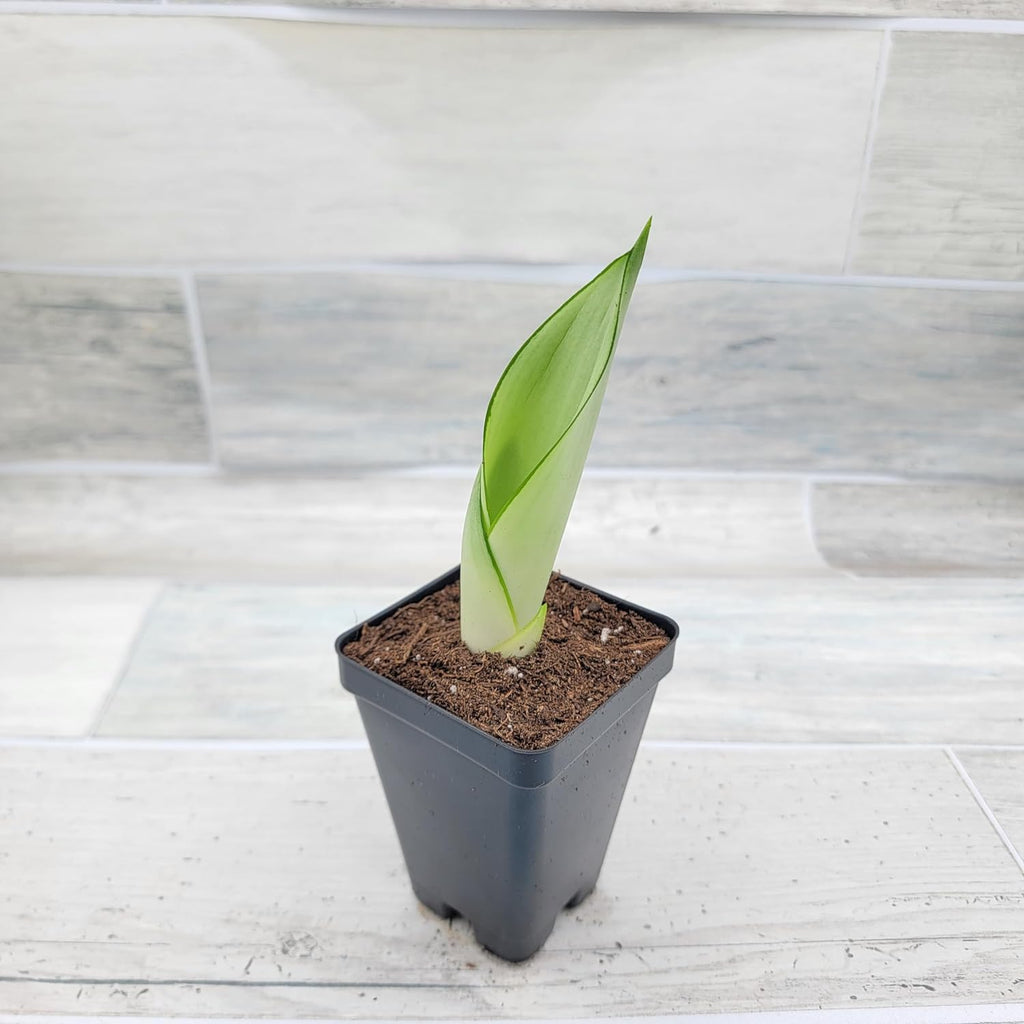 3 inch Pot Sansevieria Snake House Plant M700144