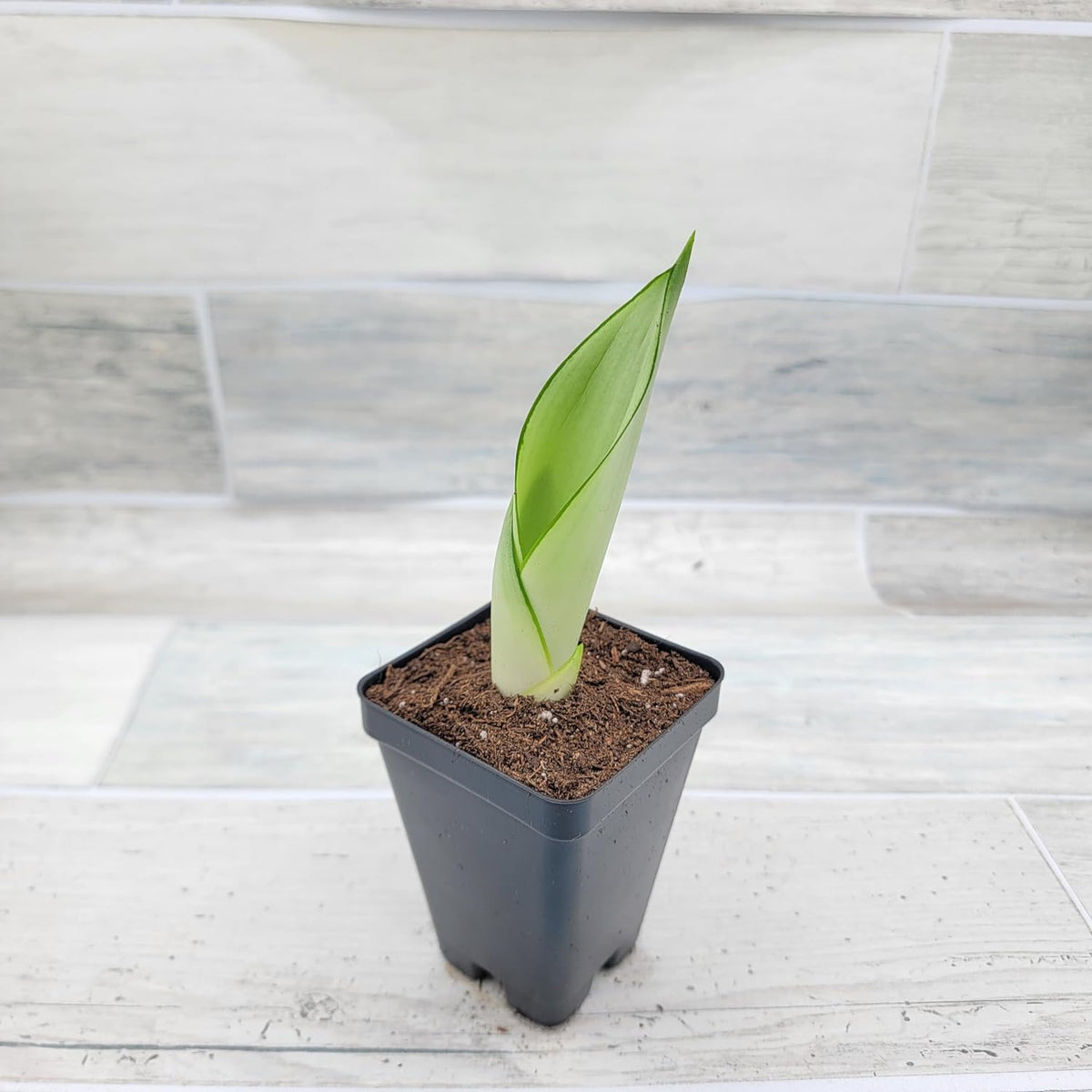 3 inch Pot Sansevieria Snake House Plant M700144