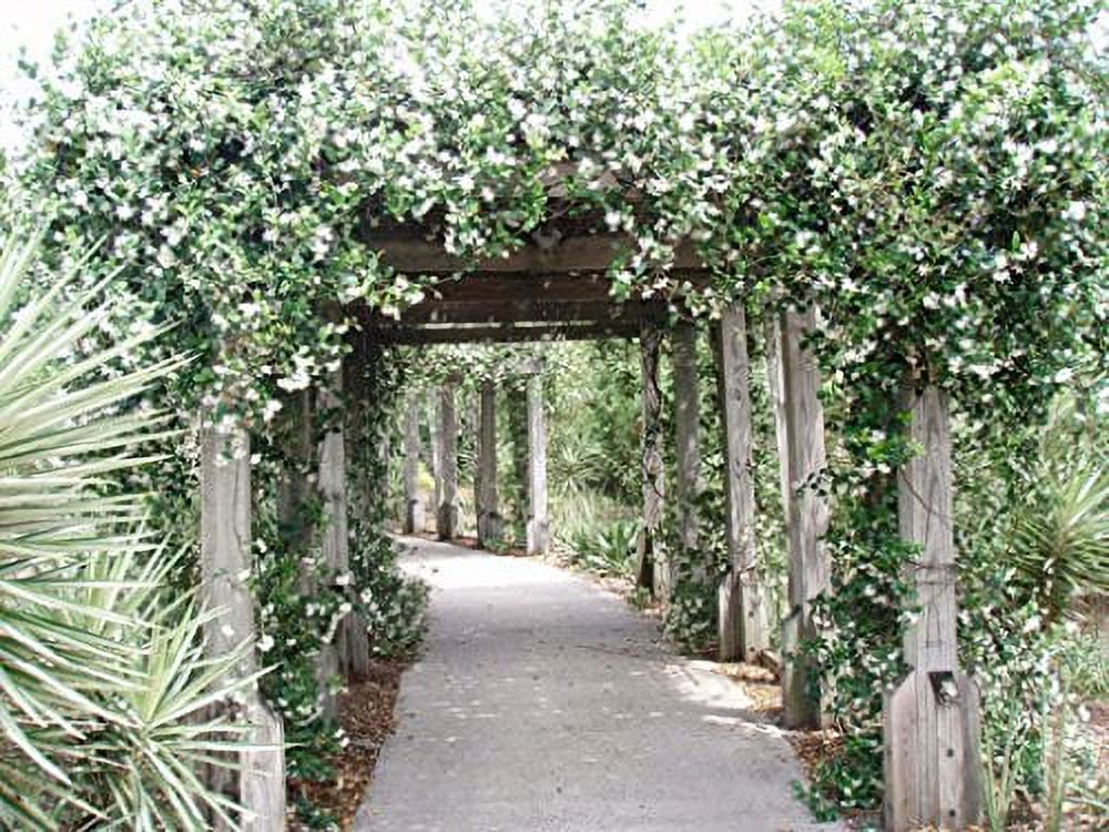 15 Live Fragrant Vine Plants R514575