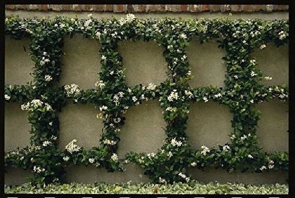 15 Live Fragrant Vine Plants R514575
