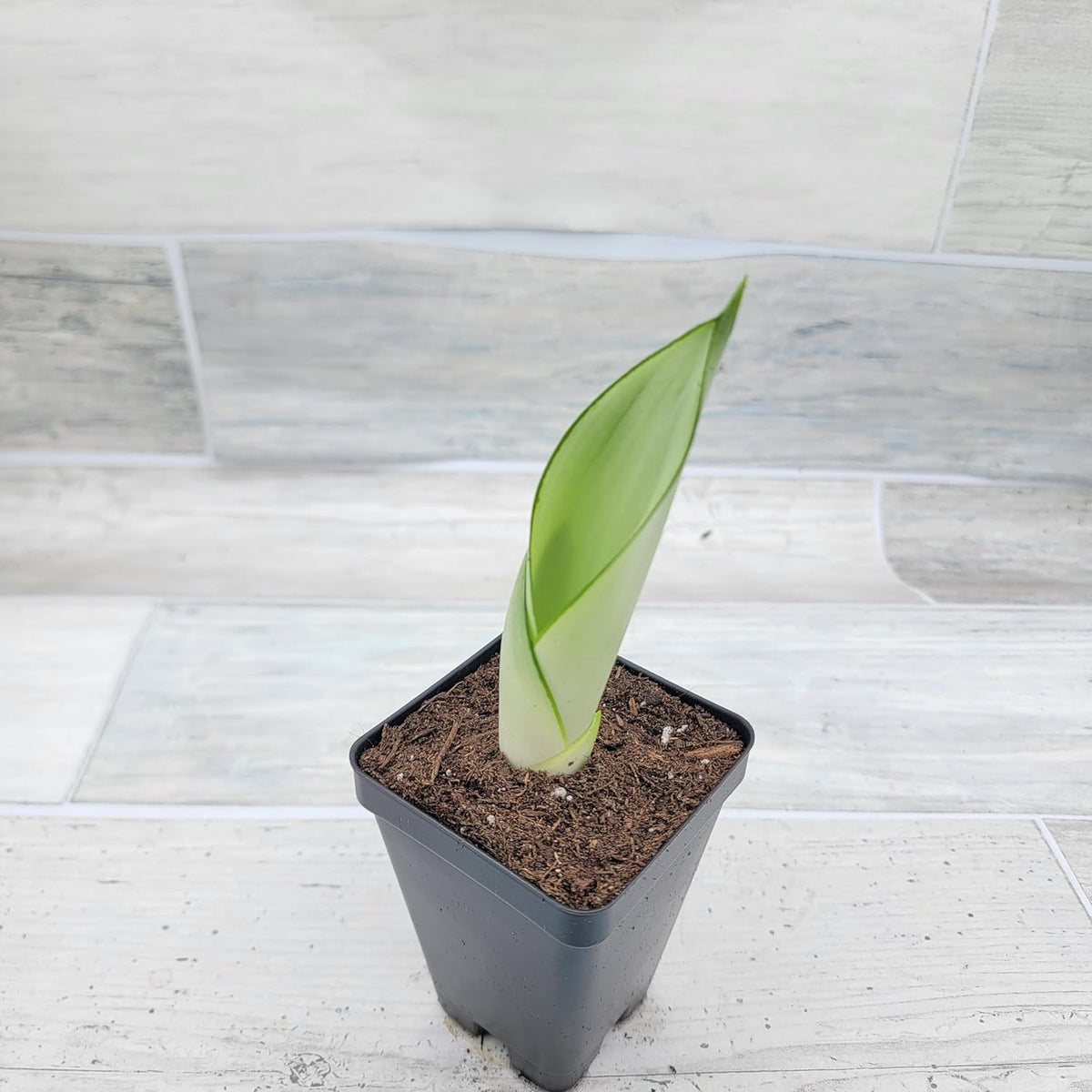 3 inch Pot Sansevieria Snake House Plant M700144