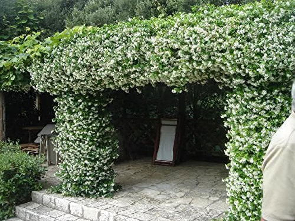 15 Live Fragrant Vine Plants R514575
