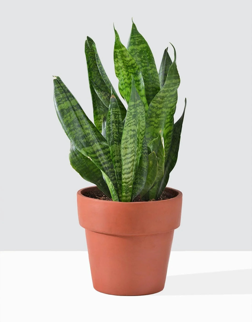 Snake Plant in 4 Inch Pot R967