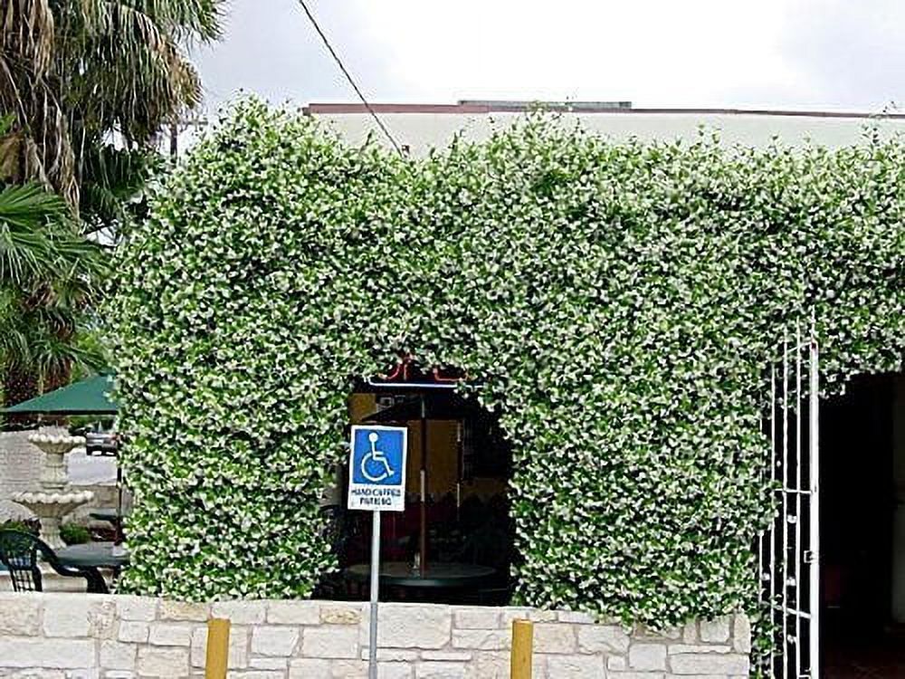 15 Live Fragrant Vine Plants R514575