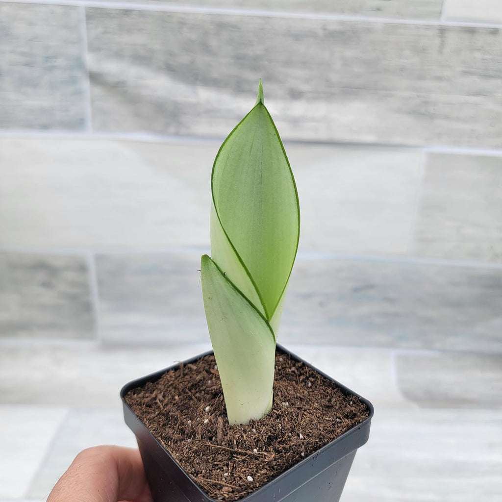 3 inch Pot Sansevieria Snake House Plant M700144