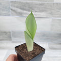 3 inch Pot Sansevieria Snake House Plant M700144