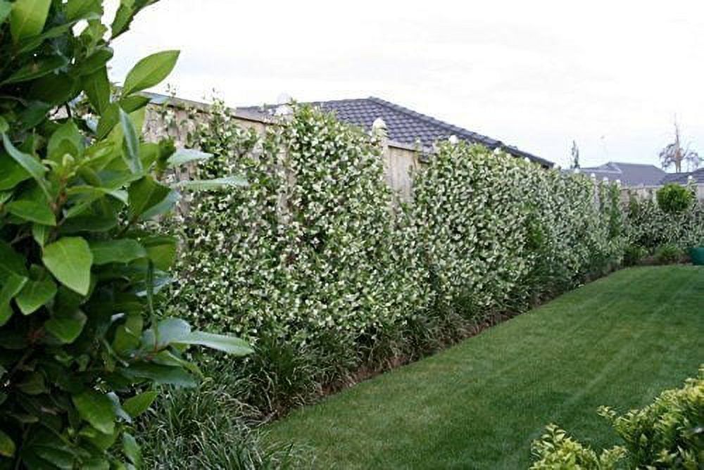 15 Live Fragrant Vine Plants R514575