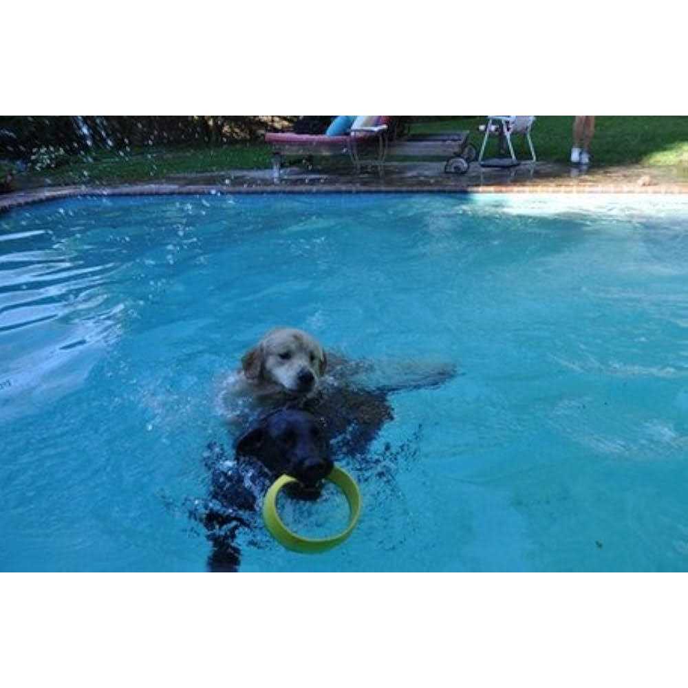 Ring Launcher Dog Starter Pack T707