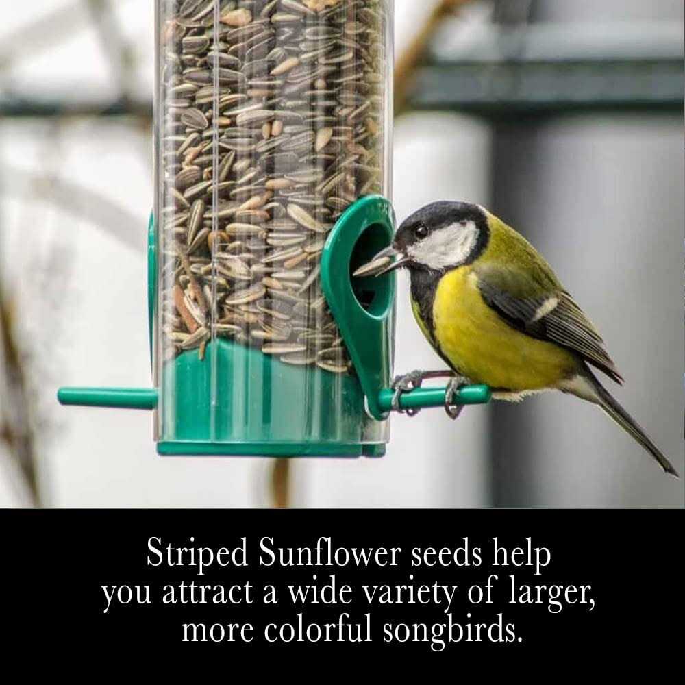 Striped Sunflower Seeds X859030