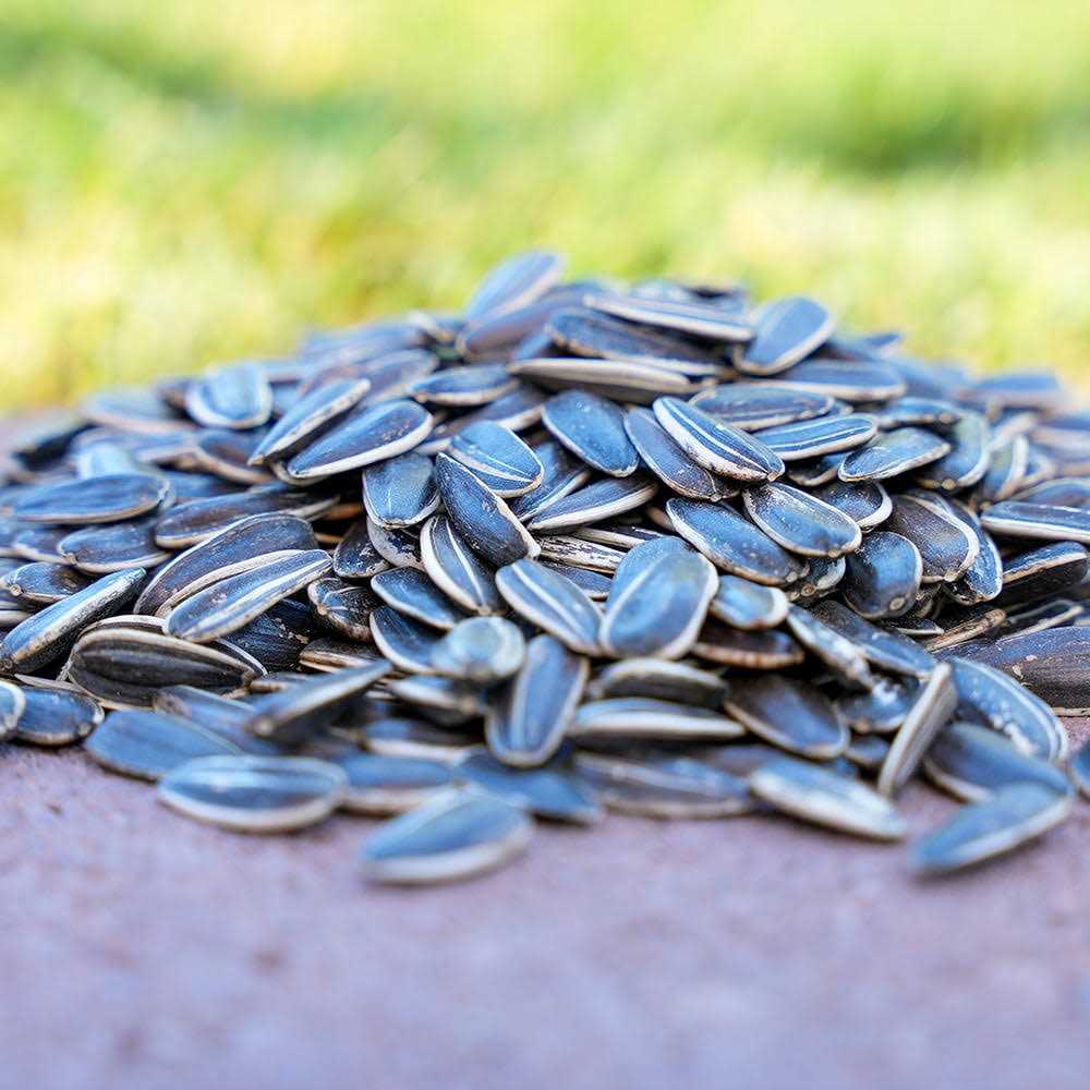 Striped Sunflower Seeds X859030