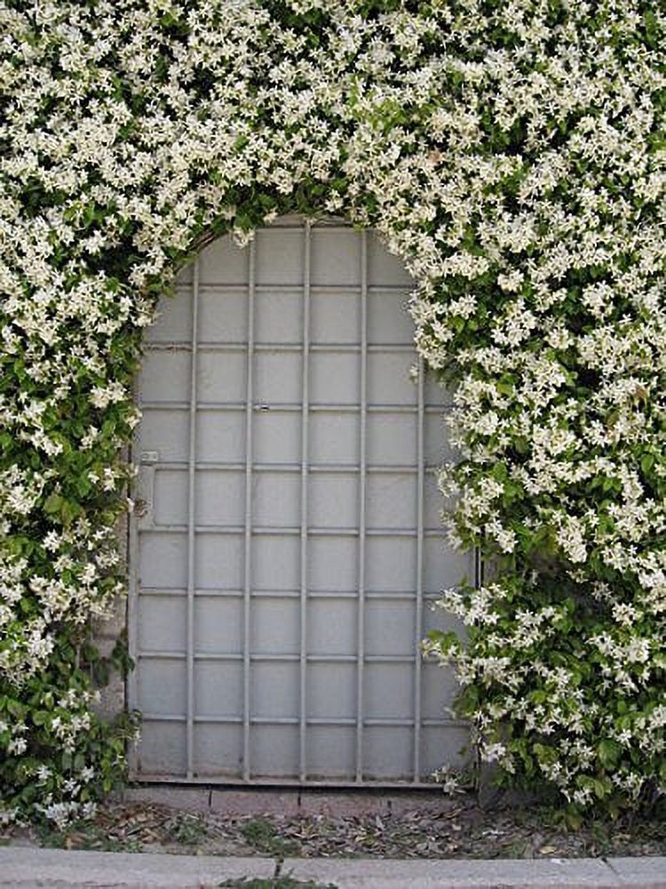 15 Live Fragrant Vine Plants R514575