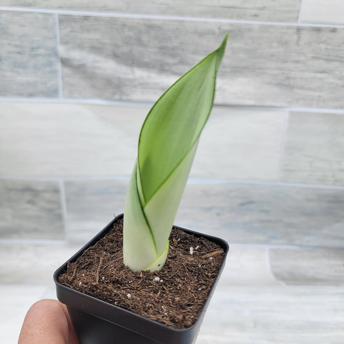 3 inch Pot Sansevieria Snake House Plant M700144