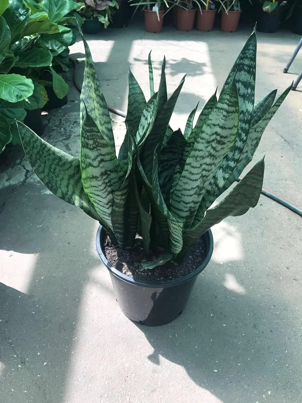 Snake Plant in 4 Inch Pot R967