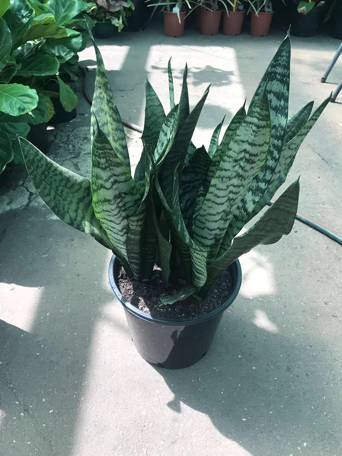 Snake Plant in 4 Inch Pot R967