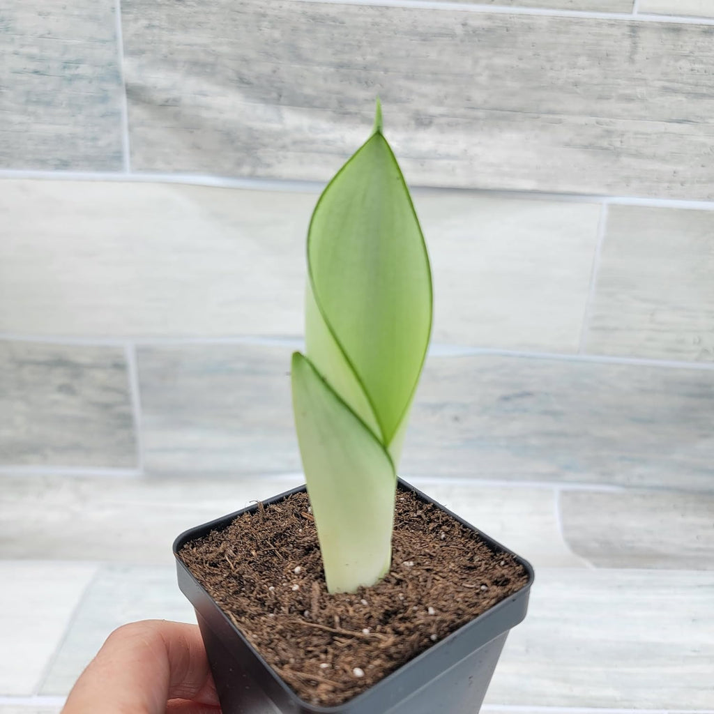 3 inch Pot Sansevieria Snake House Plant M700144