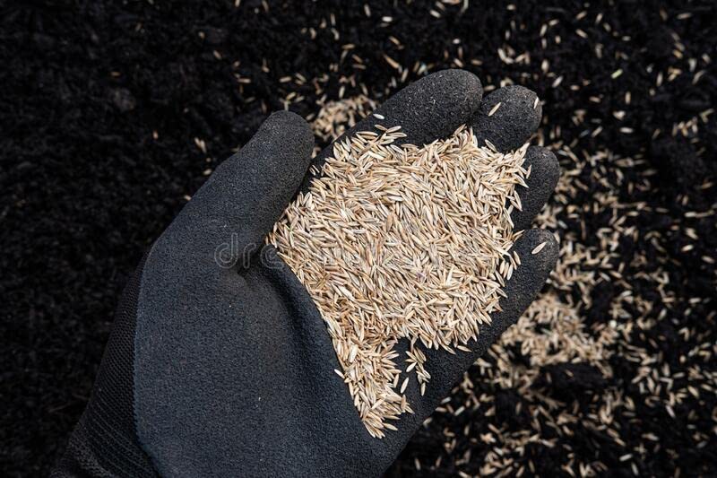 Tall-Fescue 50 LB Bag of Seed Y6602