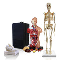 Set of Three Human Anatomy Models with Carrying Case M131