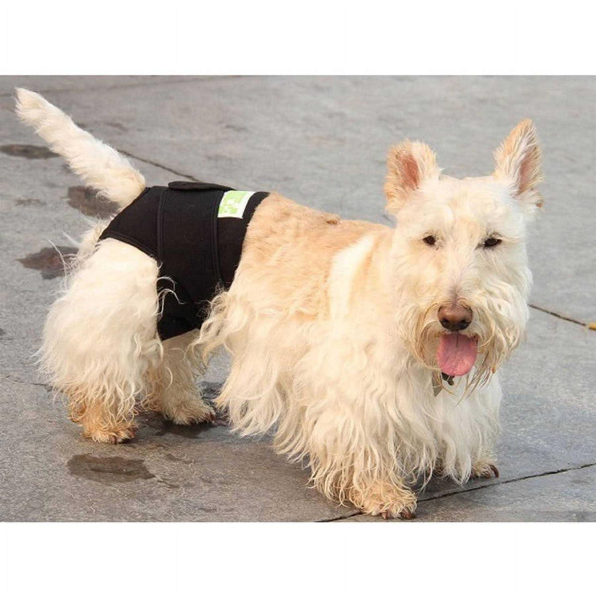 Dog Wrap Z69759